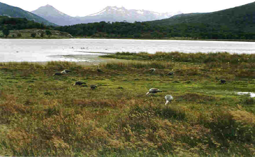 ganzen in het NP Terra del Fuego