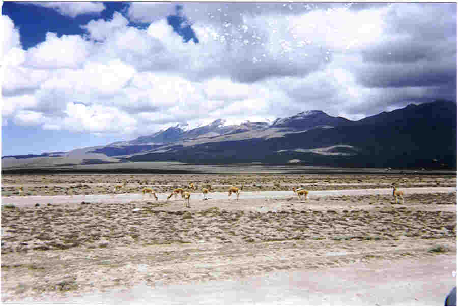 Colca Canyon - vacuas in reservaat