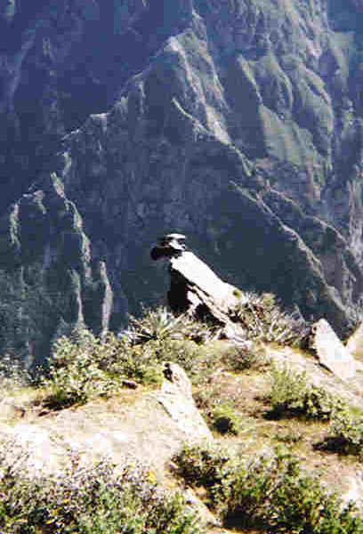 condor in Cruz del Condor